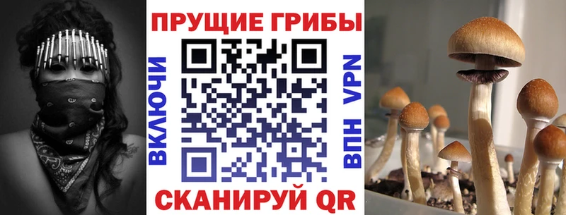 Галлюциногенные грибы Psilocybe  Шарья 